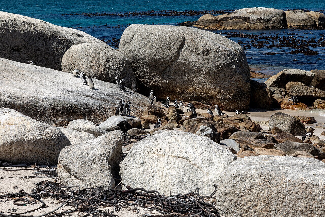 Boulders Beach penguin colony, Simon’s Town