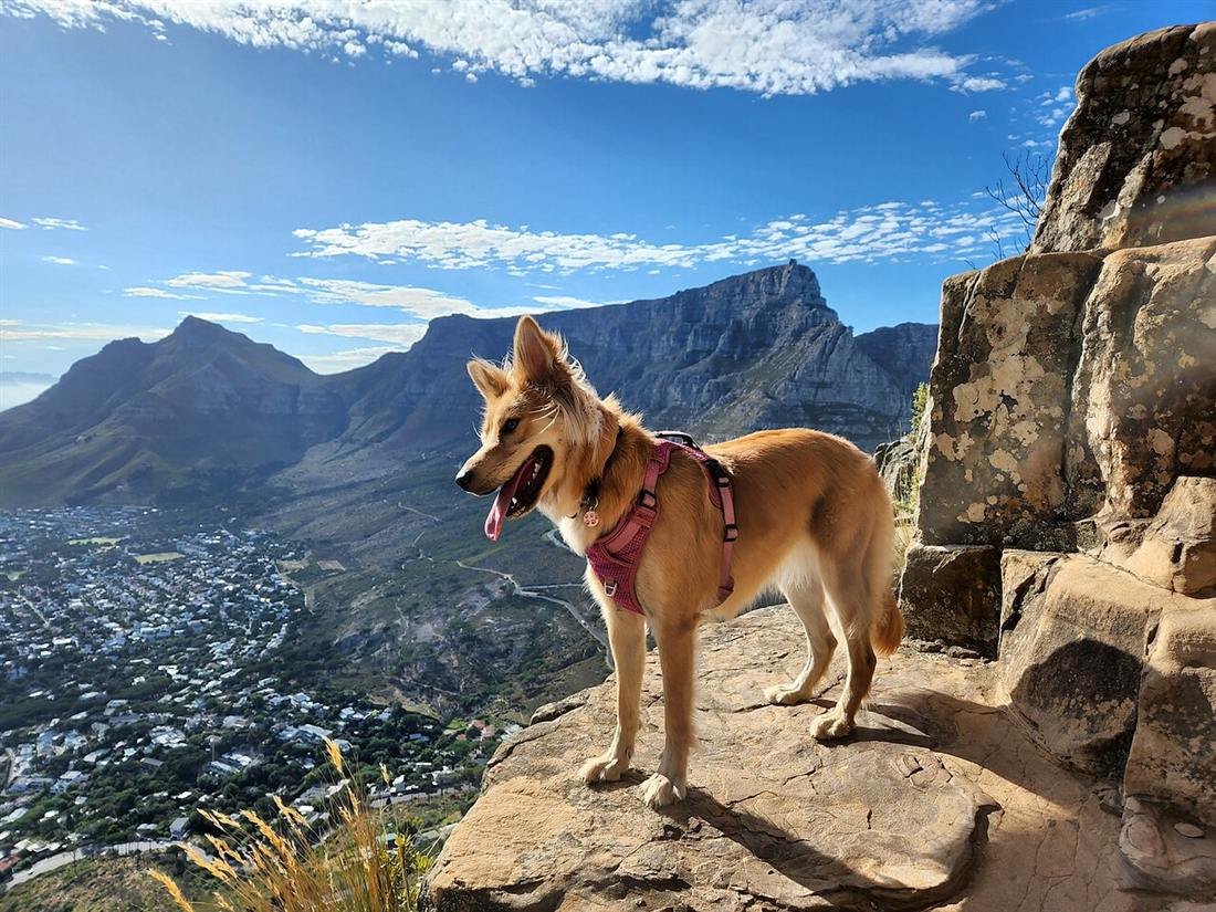 Hiking on Lion’s Head, Cape Town