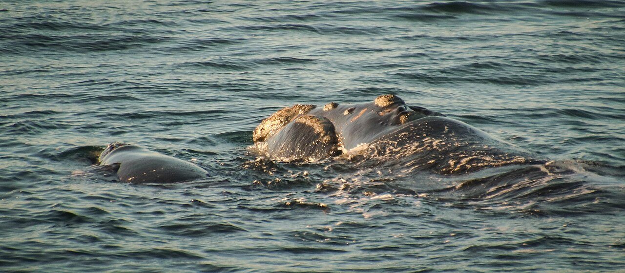 Southern right whale mother and calf