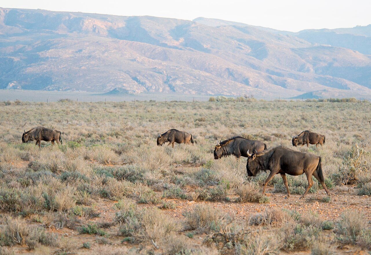 Wildebeest in South Africa (not the demo reserve)
