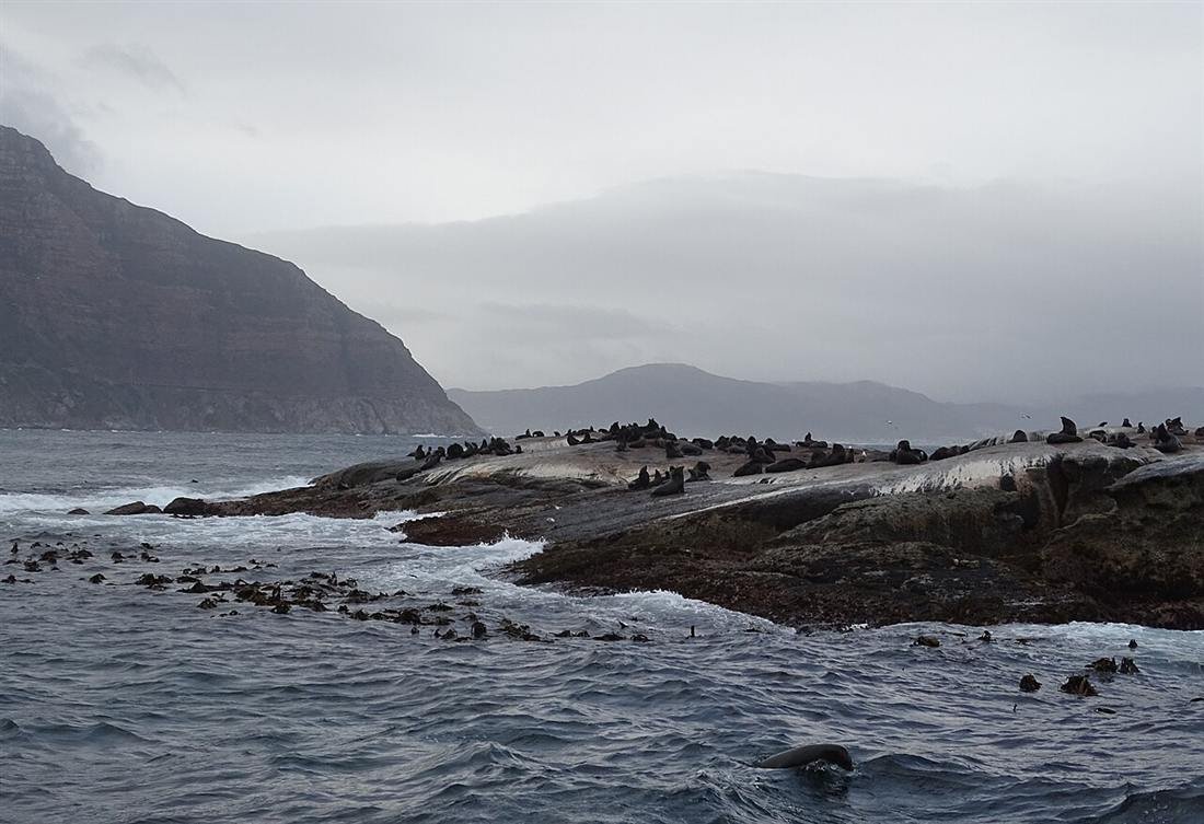 Fur seals on Duiker Island, Hout Bay