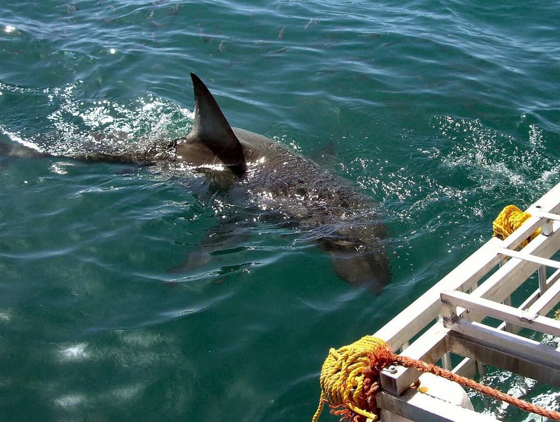 Great white shark near a boat