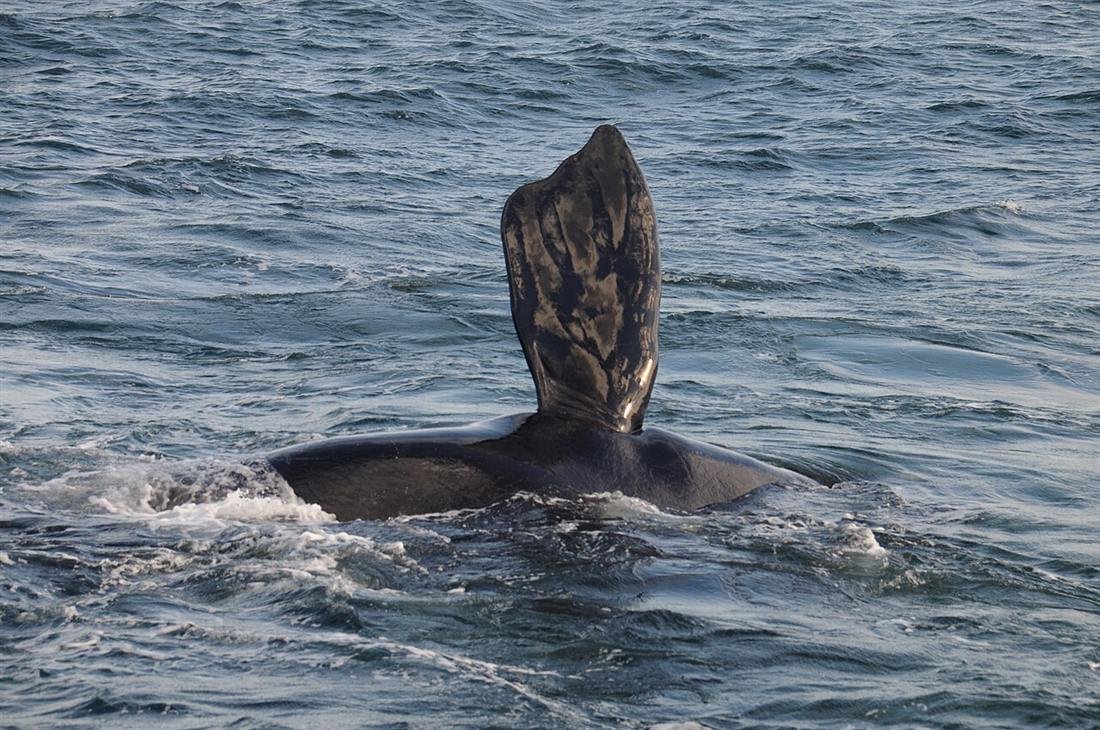 Southern right whale near Hermanus