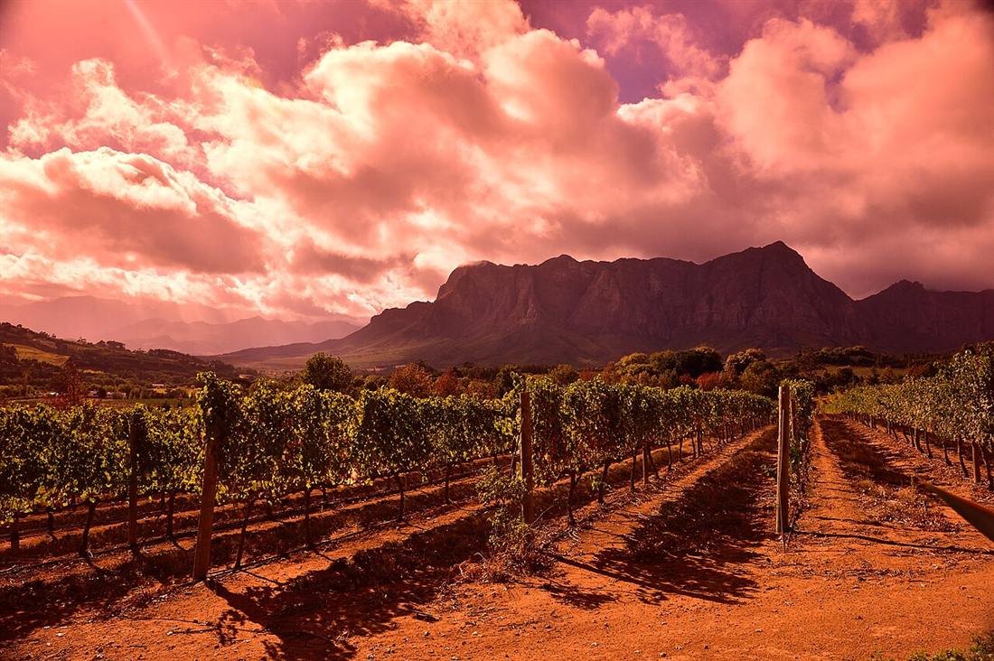 Vineyard near Franschhoek